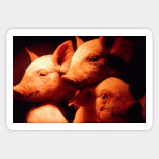 Three Little Pigs Sticker